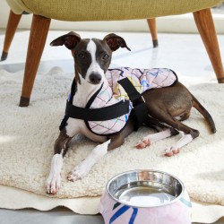 Snakes And Ladders Pet Bowl Small