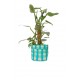 Raindance Planter Medium